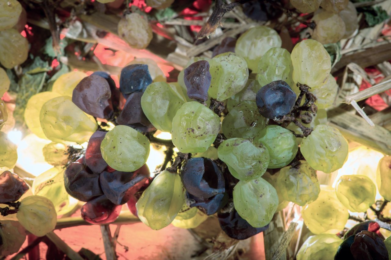 Vignoble Technique Vin de paille VDP-0016